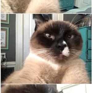 Meet your Posher, Bridget